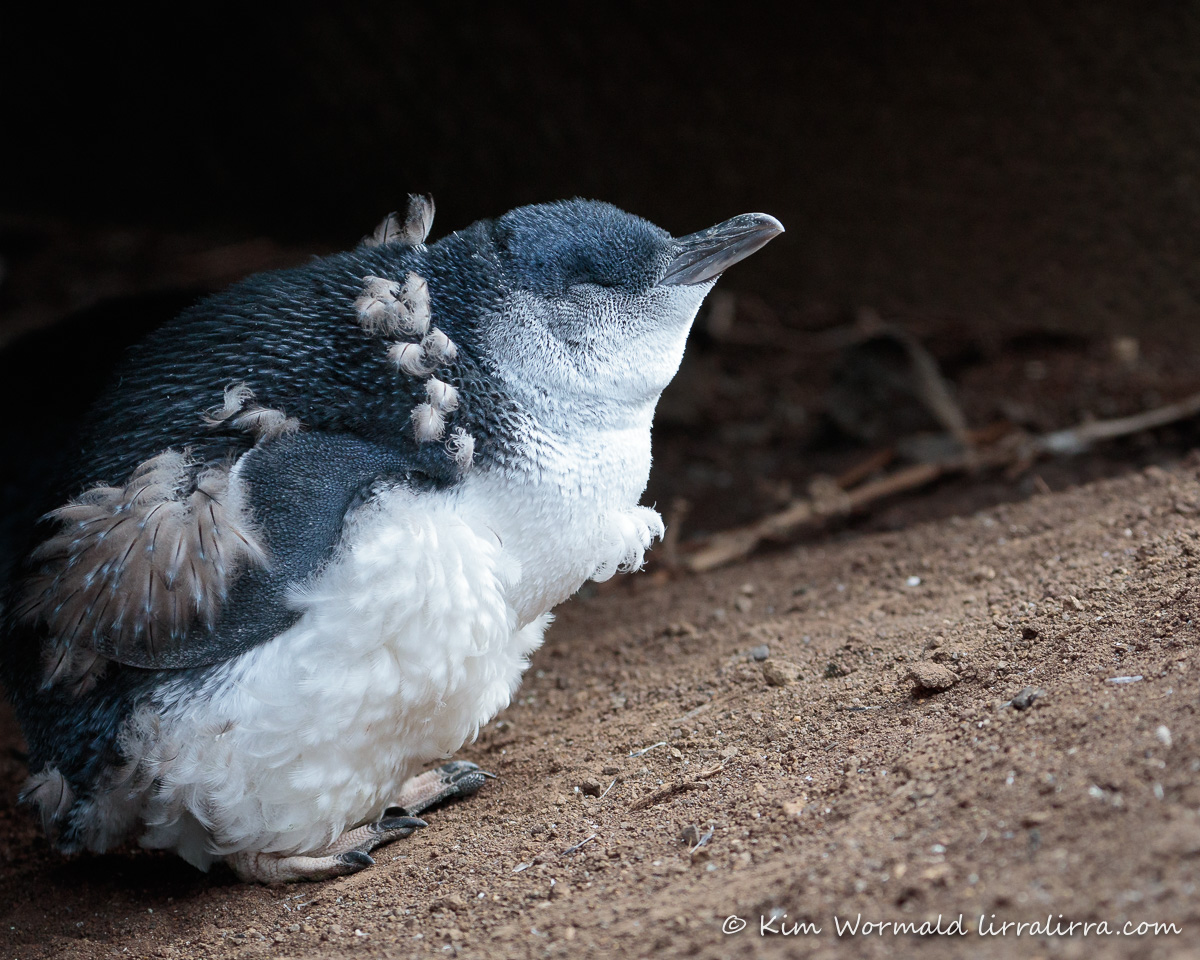 Little Penguin: <i>Eudyptula minor</i>