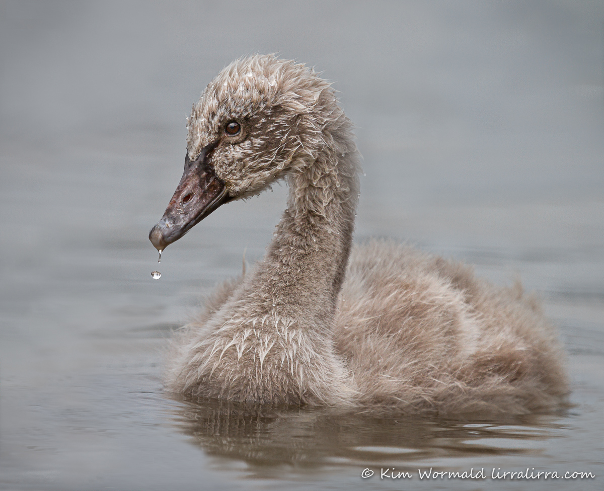 cygnet swan