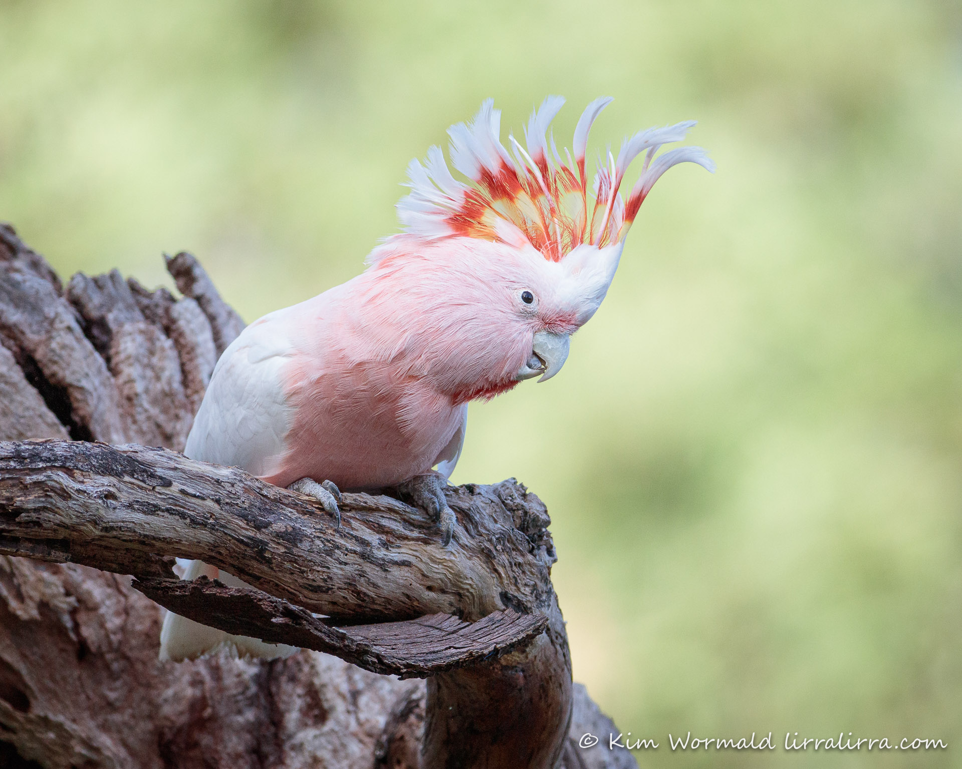 webkinz pink cockatoo