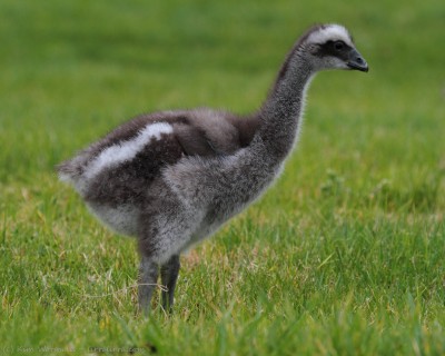 Cape Barren Goslings « lirralirra