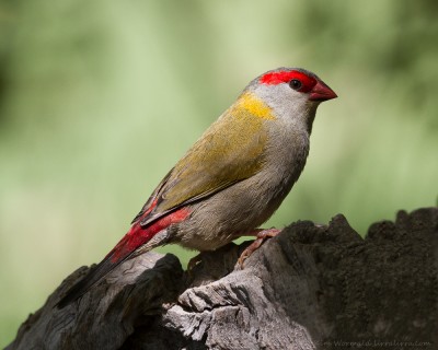 Red-browed Finches, Pardalote and Dotterel « lirralirra