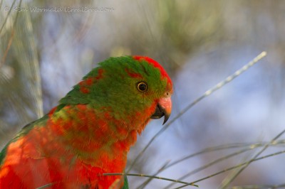 Australian King Parrots « Lirralirra