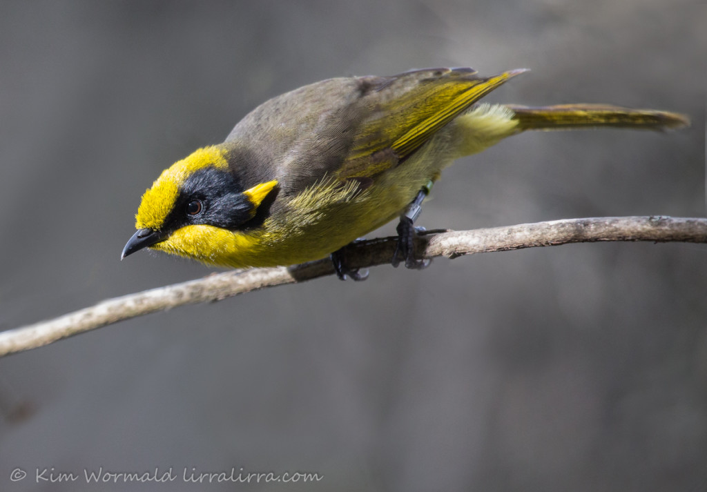 Helmeted Honeyeater cards « lirralirra