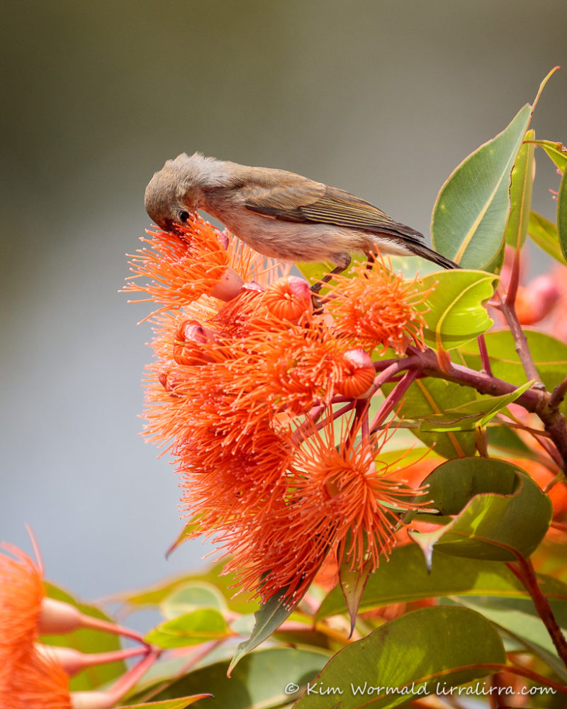 Scarlet Honeyeater « lirralirra