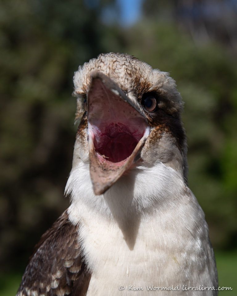 Kookaburra story « lirralirra