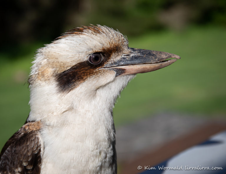 Kookaburra story « lirralirra