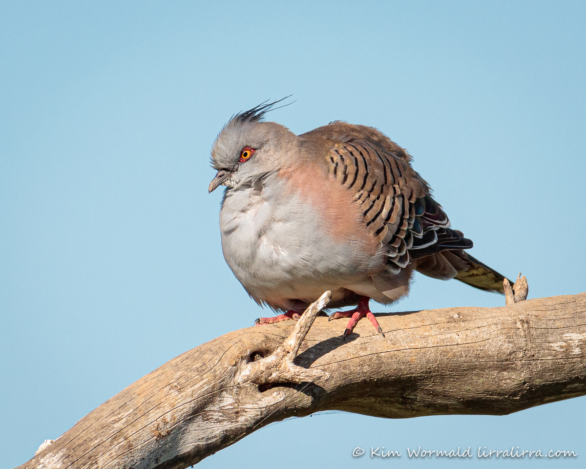 crested pigeon draft Kim Wormald 2 « lirralirra