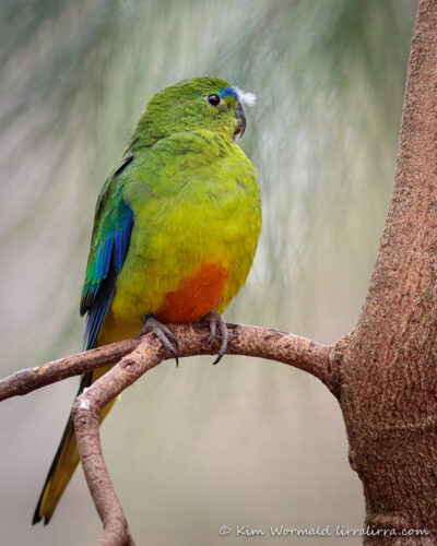 Orange-bellied Parrot « lirralirra