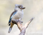 May be an image of kookaburra, kingfisher and text